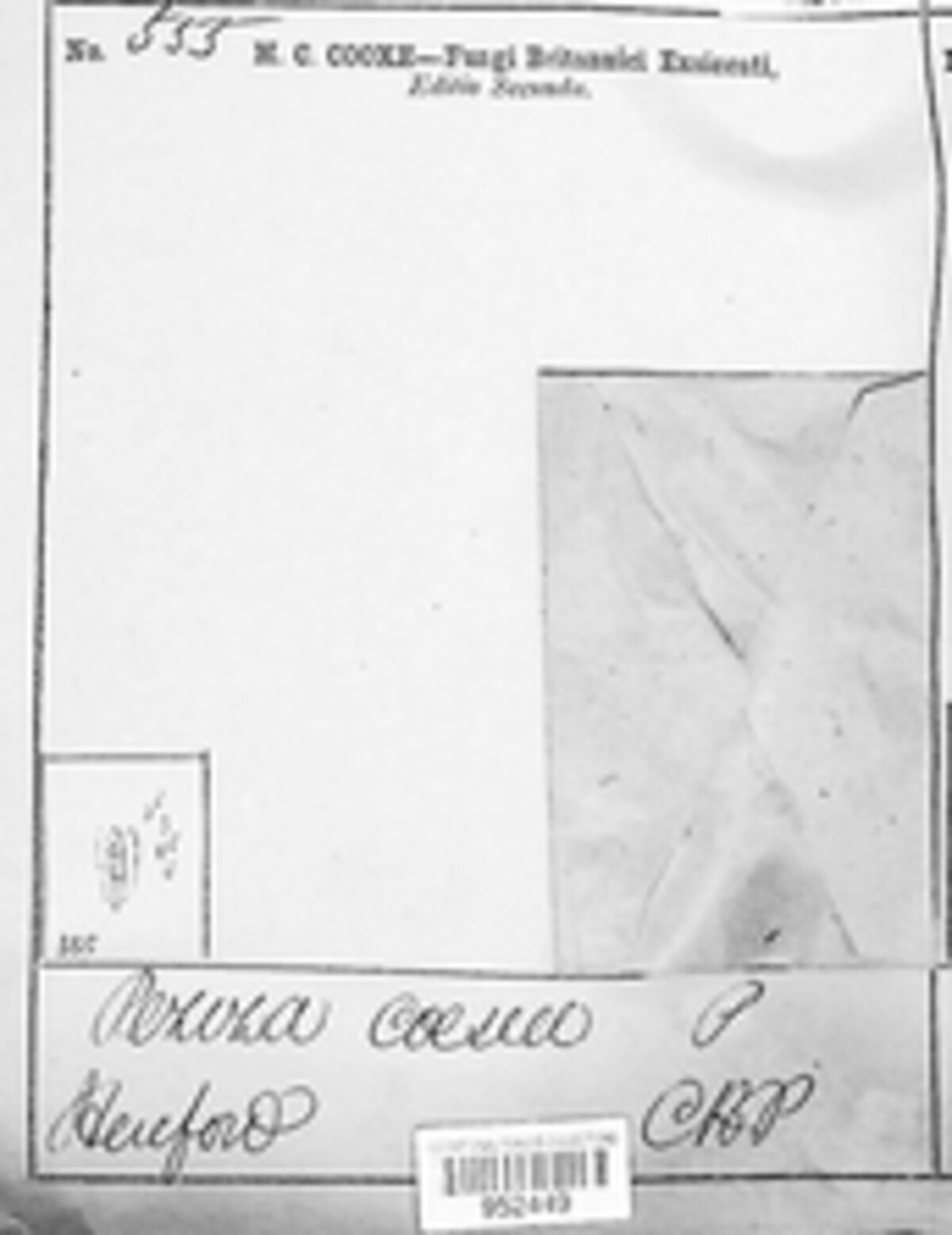 Arachnopezizaceae image
